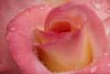 Flower Photos by Jason Merideth