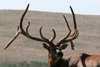 Wildlife Photos by Jason Merideth