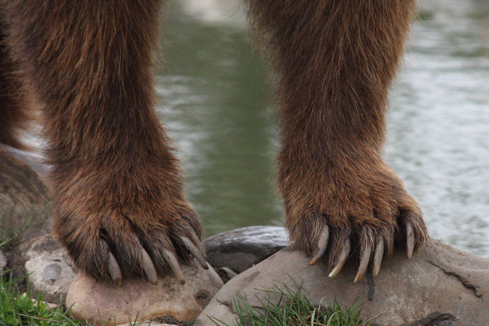 Grizzly Bear Claws Montana photo Montana Photographer MT